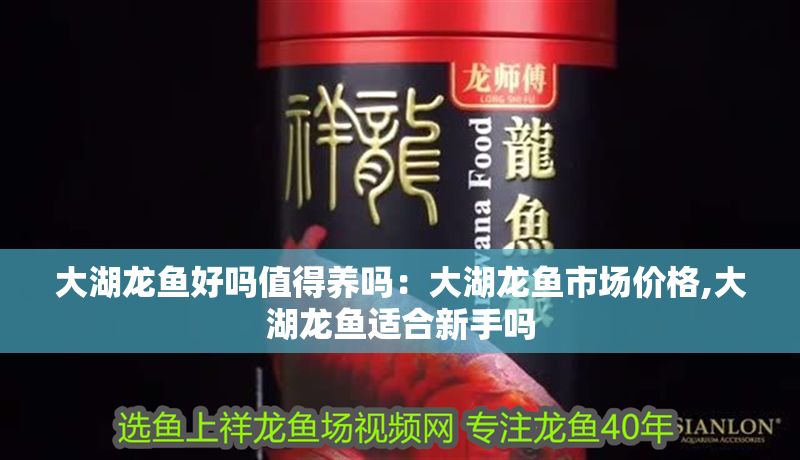 大湖龍魚好嗎值得養(yǎng)嗎：大湖龍魚市場(chǎng)價(jià)格,大湖龍魚適合新手嗎