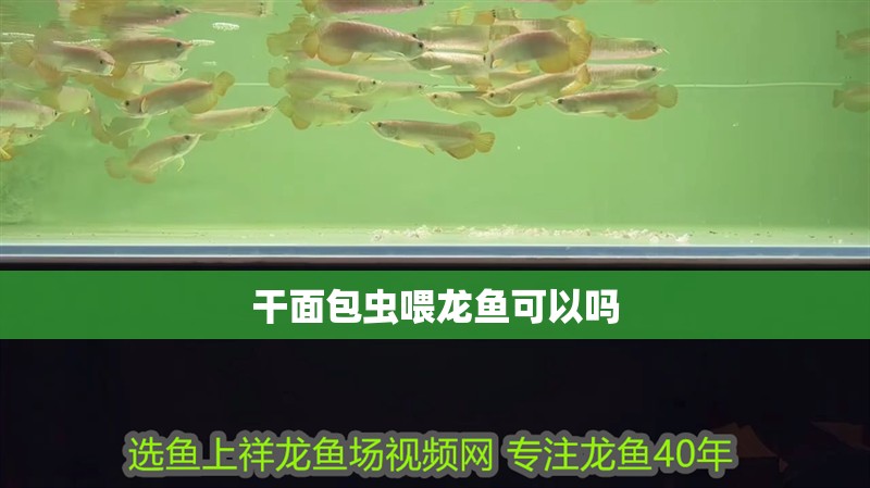 干面包蟲喂龍魚可以嗎