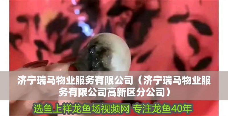 銀龍魚和菠蘿魚混養(yǎng)可以嗎(銀龍魚和熱帶魚可以混養(yǎng)嗎)