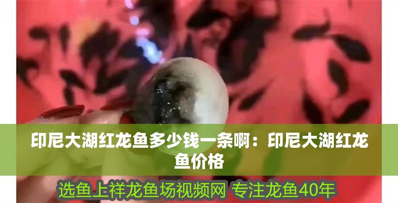 印尼大湖紅龍魚多少錢一條啊：印尼大湖紅龍魚價格