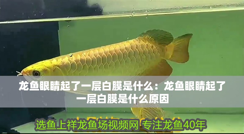 龍魚眼睛起了一層白膜是什么：龍魚眼睛起了一層白膜是什么原因