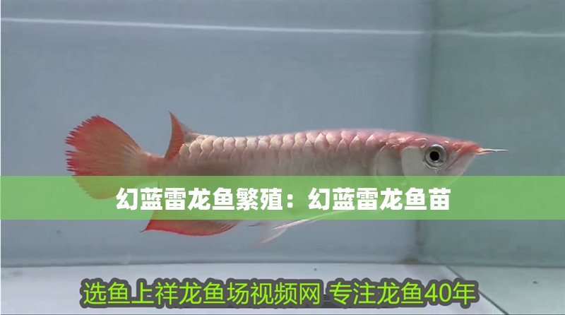 幻藍雷龍魚繁殖：幻藍雷龍魚苗