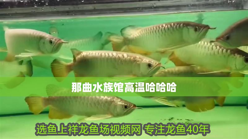 那曲水族館高溫哈哈哈