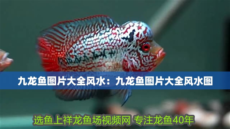 九龍魚圖片大全風水：九龍魚圖片大全風水圖