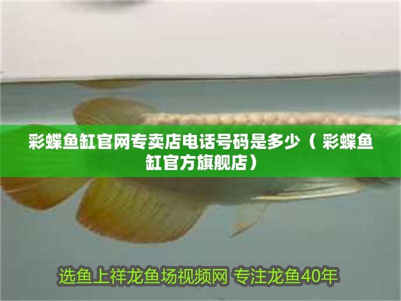 彩蝶魚缸官網專賣店電話號碼是多少（ 彩蝶魚缸官方旗艦店）