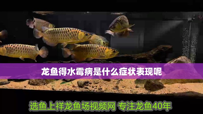 龍魚得水霉病是什么癥狀表現呢