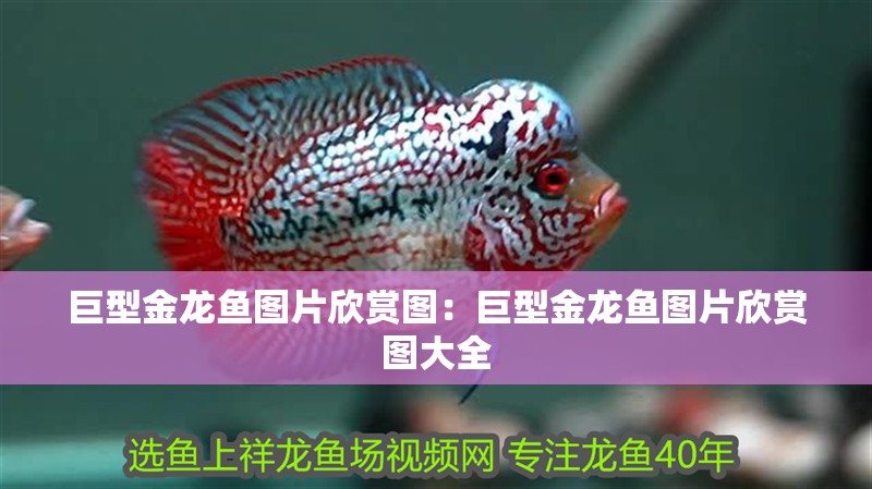 巨型金龍魚圖片欣賞圖：巨型金龍魚圖片欣賞圖大全