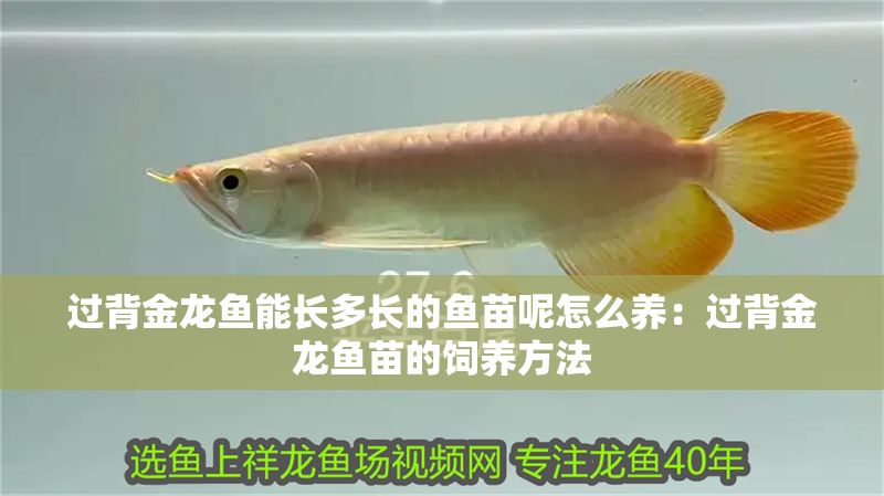 過背金龍魚能長多長的魚苗呢怎么養：過背金龍魚苗的飼養方法