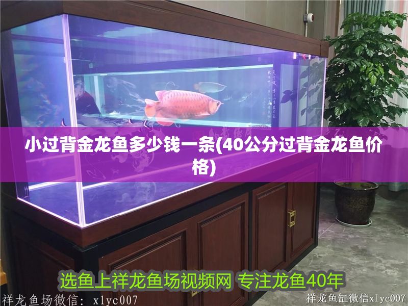 小過(guò)背金龍魚多少錢一條(40公分過(guò)背金龍魚價(jià)格)