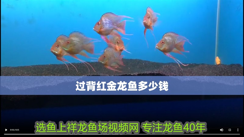 過背紅金龍魚多少錢