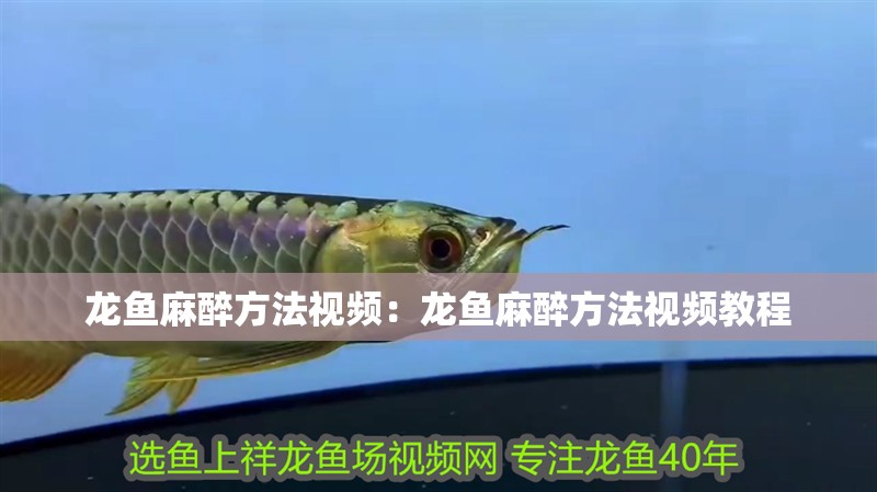 龍魚麻醉方法視頻：龍魚麻醉方法視頻教程