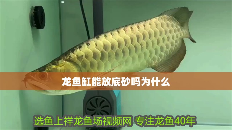 龍魚缸能放底砂嗎為什么