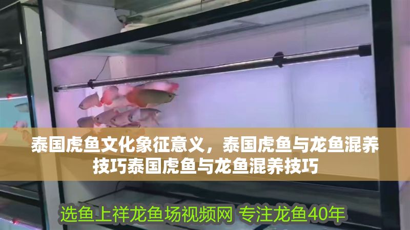 泰國虎魚文化象征意義，泰國虎魚與龍魚混養技巧泰國虎魚與龍魚混養技巧