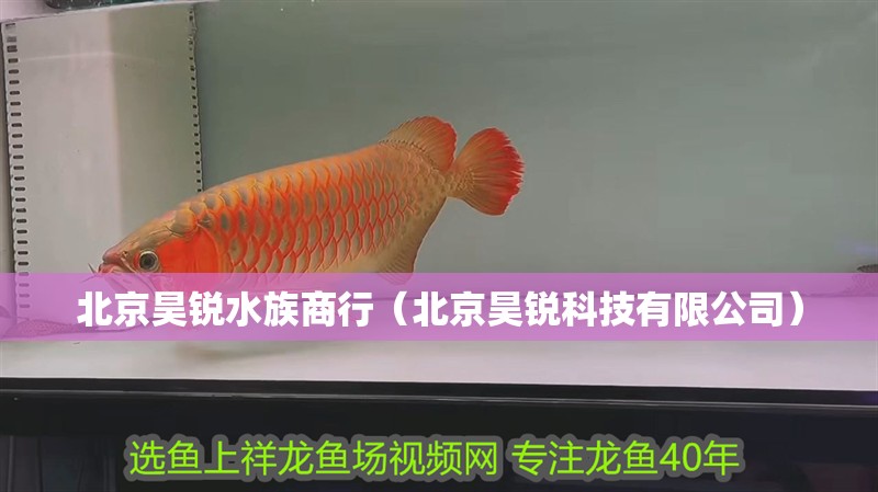 北京昊銳水族商行（北京昊銳科技有限公司）