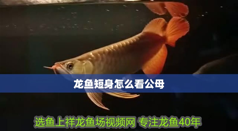 龍魚短身怎么看公母