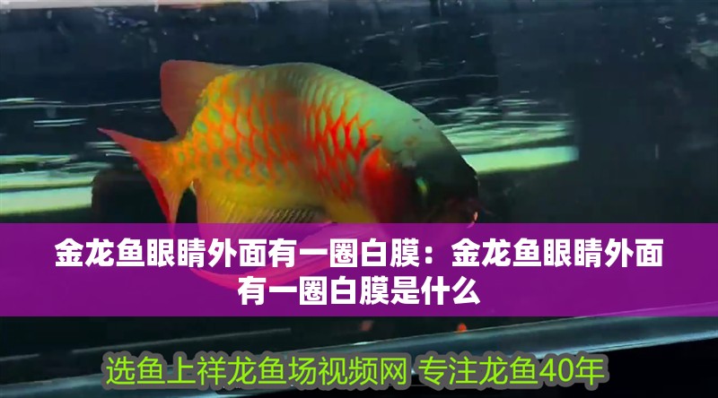 龍魚二個月不吃食怎么辦呀吃什么藥：龍魚二個月不吃食怎么辦呀吃什么藥好