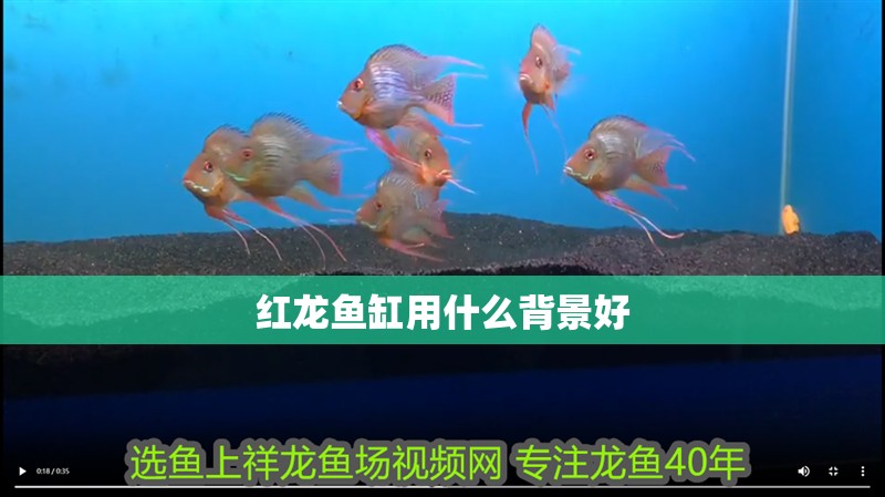 紅龍魚缸用什么背景好