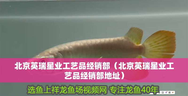 北京英瑞星業工藝品經銷部(北京英瑞星業工藝品經銷部地址) 全國水族館企業名錄 第2張 北京英瑞星業工藝品經銷部(北京英瑞星業工藝品經銷部地址) 北京英瑞星業工藝品經銷部(北京英瑞星業工藝品經銷部地址) 全國水族館企業名錄 第2張