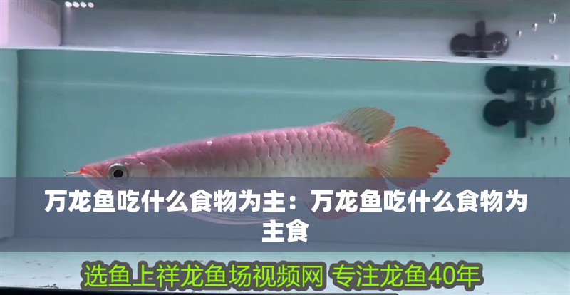 萬龍魚吃什么食物為主：萬龍魚吃什么食物為主食