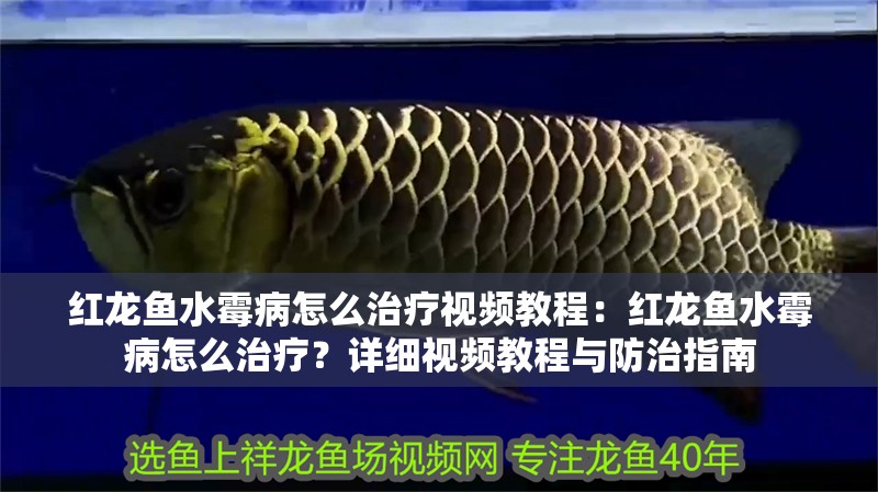 紅龍魚水霉病怎么治療視頻教程：紅龍魚水霉病怎么治療？詳細(xì)視頻教程與防治指南