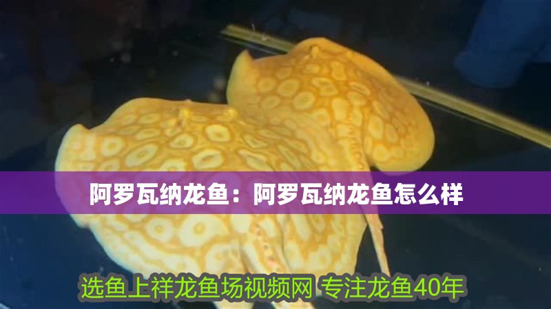 阿羅瓦納龍魚：阿羅瓦納龍魚怎么樣