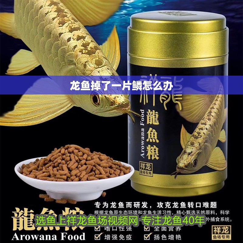 龍魚掉了一片鱗怎么辦