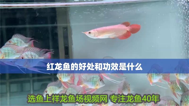 紅龍魚的好處和功效是什么