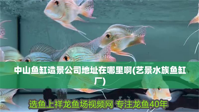 中山魚缸造景公司地址在哪里啊(藝景水族魚缸廠)
