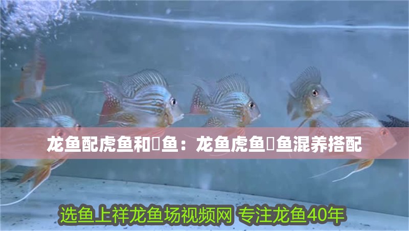 龍魚配虎魚和魟魚：龍魚虎魚魟魚混養搭配