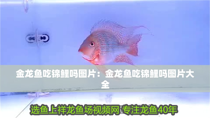 金龍魚吃錦鯉嗎圖片：金龍魚吃錦鯉嗎圖片大全
