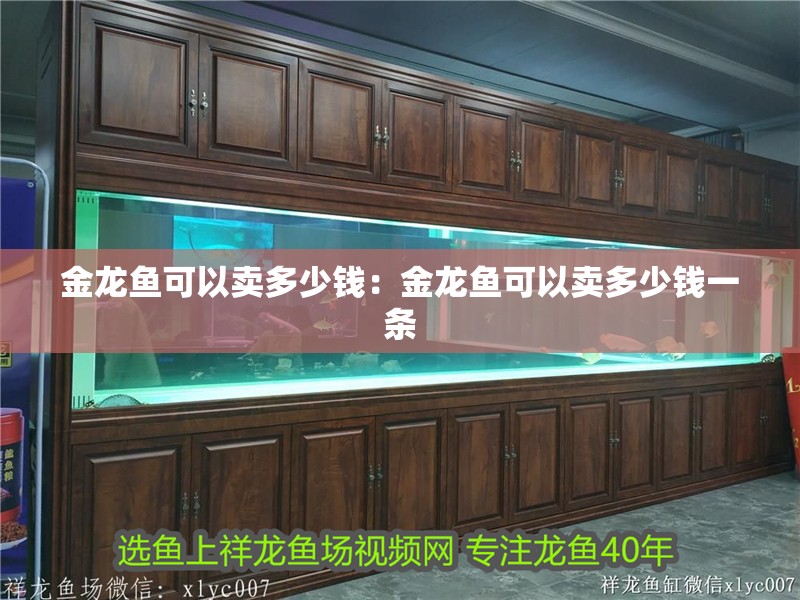 金龍魚可以賣多少錢：金龍魚可以賣多少錢一條