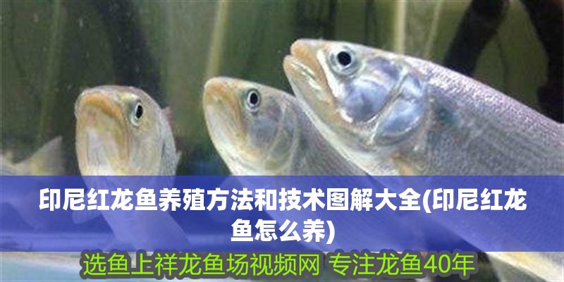 印尼紅龍魚養殖方法和技術圖解大全(印尼紅龍魚怎么養)