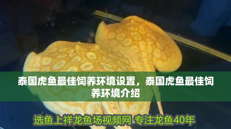 泰國虎魚最佳飼養環境設置，泰國虎魚最佳飼養環境介紹