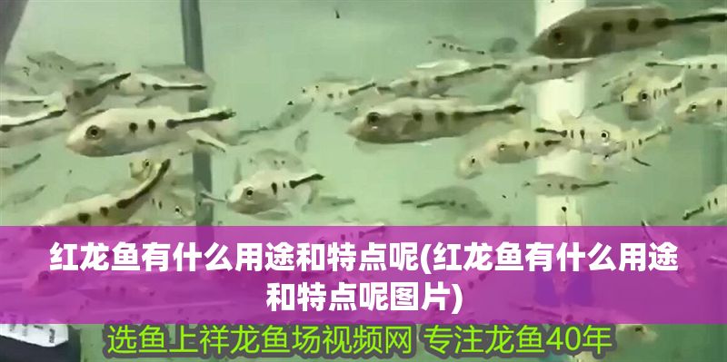 紅龍魚有什么用途和特點呢(紅龍魚有什么用途和特點呢圖片)