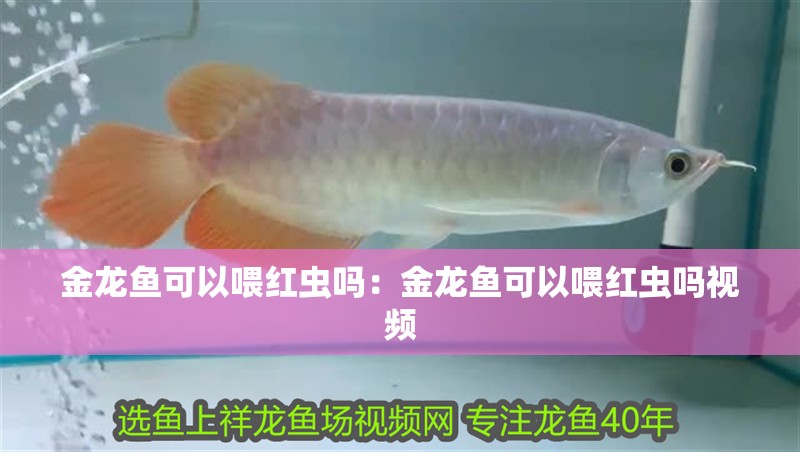 金龍魚可以喂紅蟲嗎：金龍魚可以喂紅蟲嗎視頻