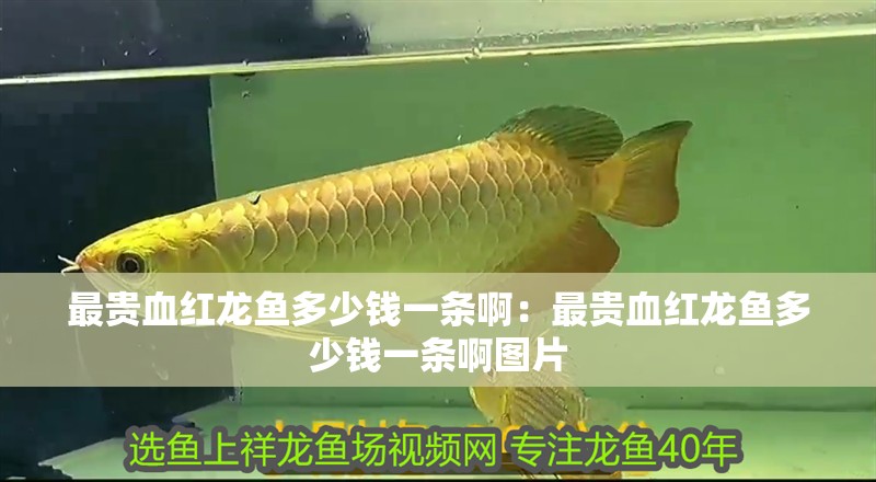 最貴血紅龍魚多少錢一條啊：最貴血紅龍魚多少錢一條啊圖片