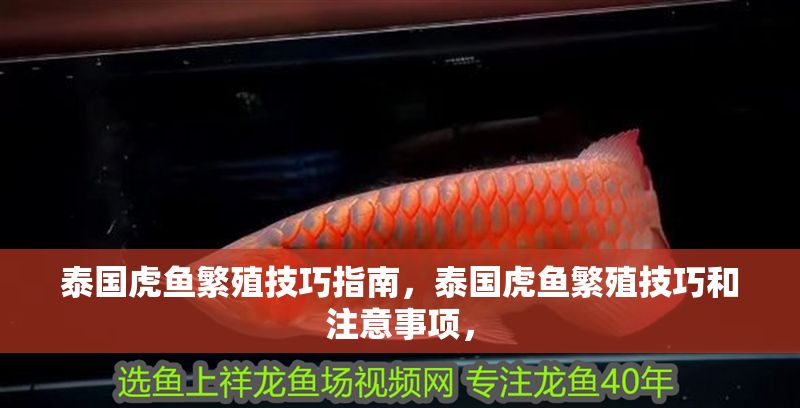 泰國虎魚繁殖技巧指南，泰國虎魚繁殖技巧和注意事項，