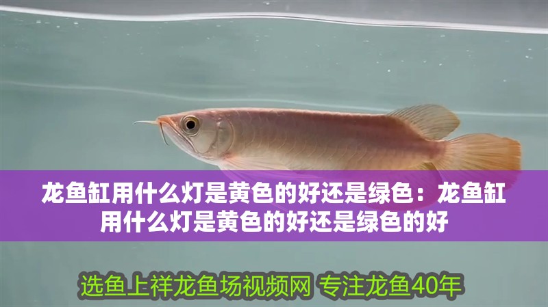 龍魚缸用什么燈是黃色的好還是綠色：龍魚缸用什么燈是黃色的好還是綠色的好