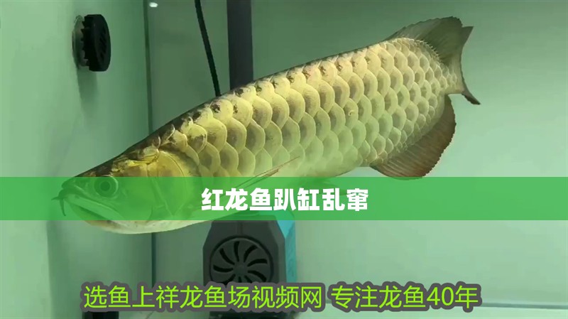 紅龍魚趴缸亂竄