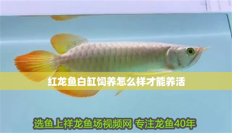 紅龍魚白缸飼養(yǎng)怎么樣才能養(yǎng)活