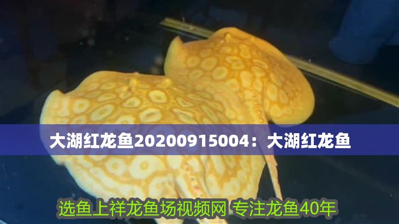 大湖紅龍魚20200915004：大湖紅龍魚