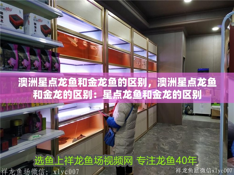 澳洲星點龍魚和金龍魚的區別，澳洲星點龍魚和金龍的區別：星點龍魚和金龍的區別