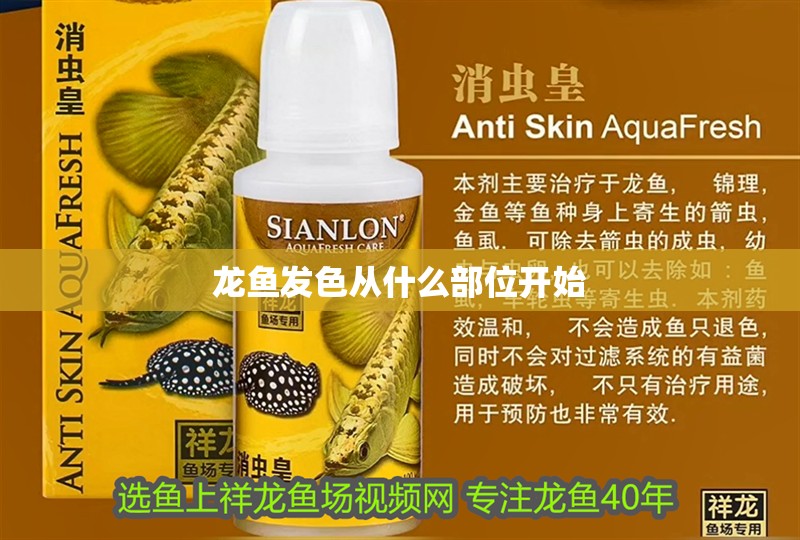龍魚發色從什么部位開始