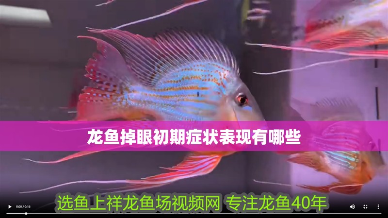 龍魚掉眼初期癥狀表現有哪些