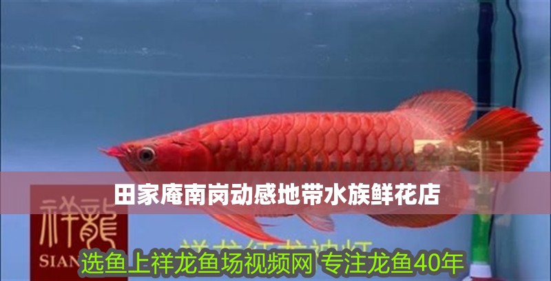 田家庵南崗動感地帶水族鮮花店