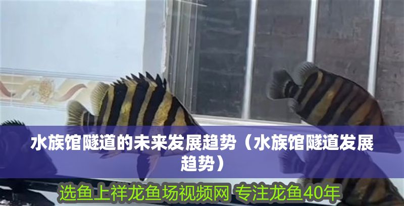 水族館隧道的未來發展趨勢（水族館隧道發展趨勢）