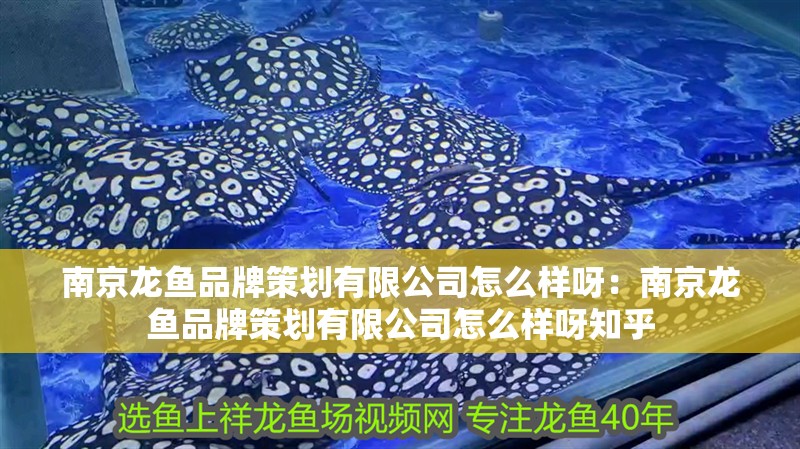 南京龍魚品牌策劃有限公司怎么樣呀：南京龍魚品牌策劃有限公司怎么樣呀知乎
