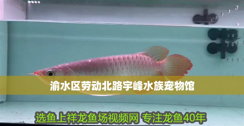渝水區(qū)勞動北路宇峰水族寵物館 全國水族館企業(yè)名錄 第3張 渝水區(qū)勞動北路宇峰水族寵物館 渝水區(qū)勞動北路宇峰水族寵物館 全國水族館企業(yè)名錄 第3張