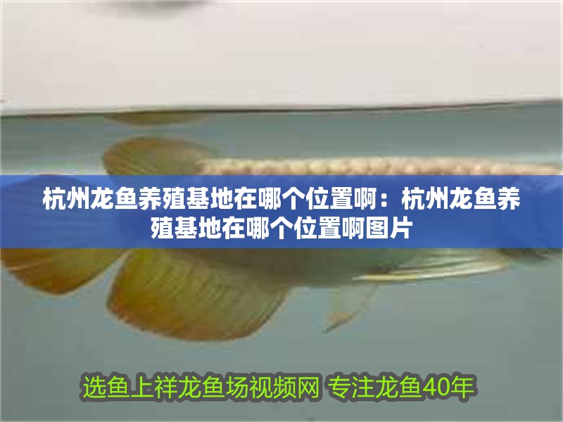 杭州龍魚養殖基地在哪個位置啊：杭州龍魚養殖基地在哪個位置啊圖片