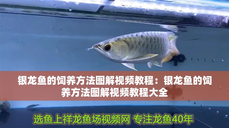 銀龍魚的飼養方法圖解視頻教程：銀龍魚的飼養方法圖解視頻教程大全